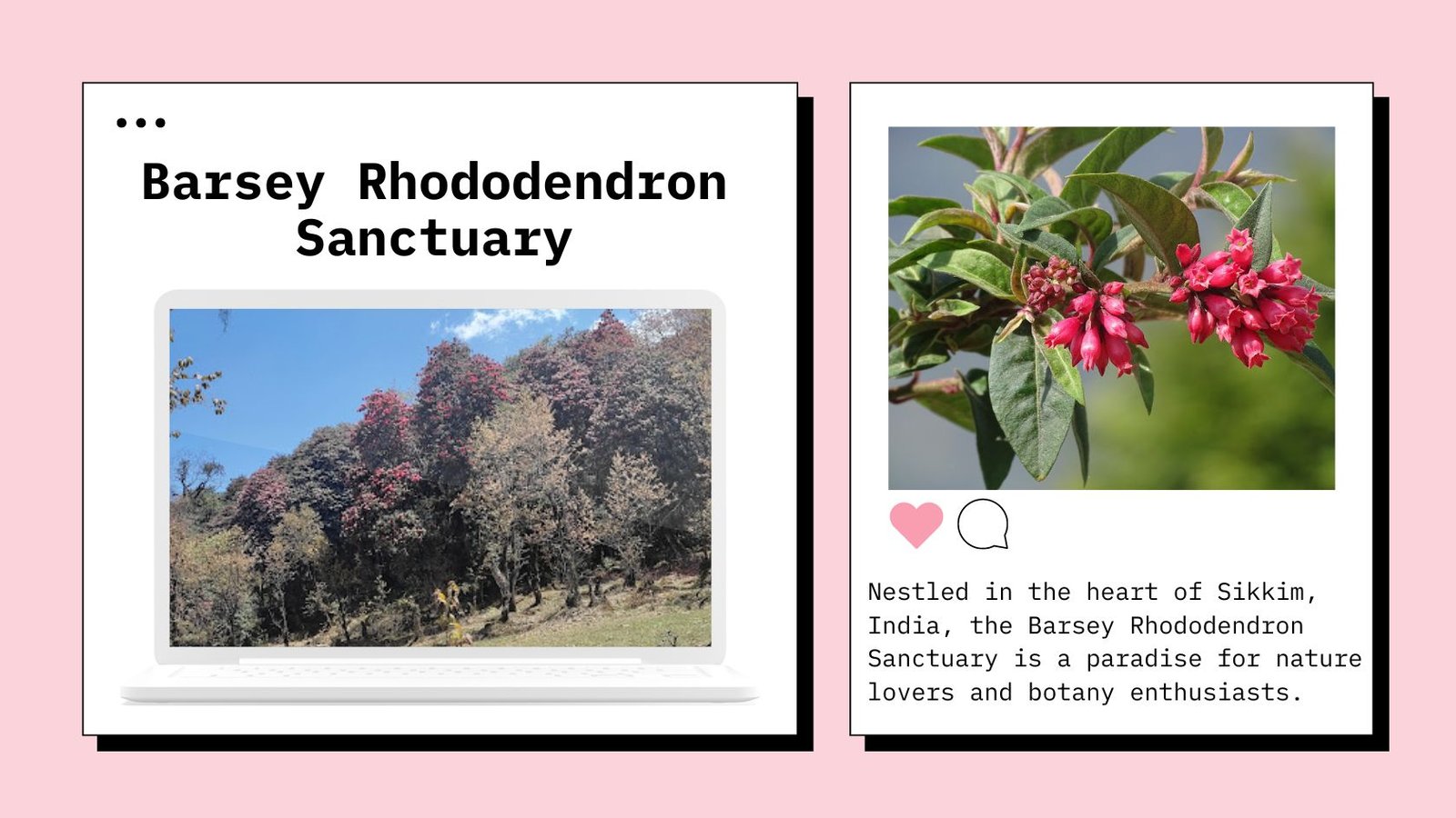 Barsey Rhododendron Sanctuary